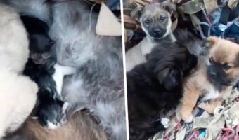 На видео из Украины щенки защищают кошку и новорождённых котят. Рычат, закрывая новую «мать» собой