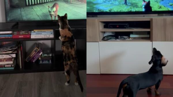 Как животные реагируют на кота из Stray. На видео геймеров трогают экраны лапами и пытаются найти его