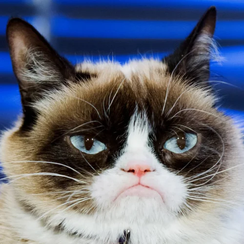 Карликовая кошка Виджет с вечно сварливой мордой – копия Grumpy Cat. Смотрит так, словно устала от мира
