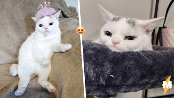 Карликовая кошка Виджет с вечно сварливой мордой – копия Grumpy Cat. Смотрит так, словно устала от мира