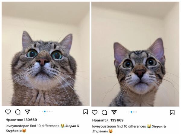 У мемного кота Степана появилась подружка. На видео кошка объедает недовольного питомца с бокалом