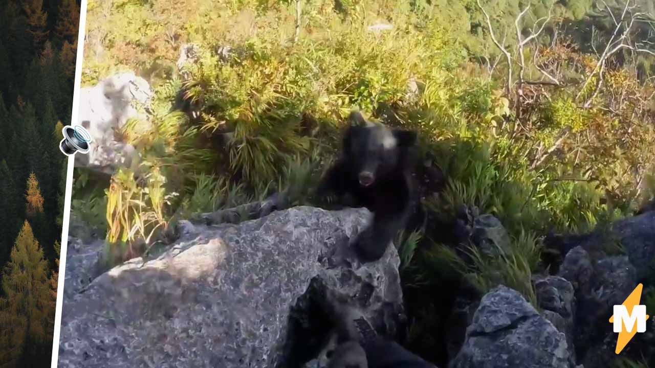 На видео альпинист из Японии ловко отбивается от медведицы, держась за скалы