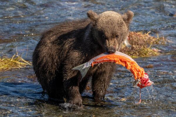 Медведи с Аляски тягаются за звание самого пухлого косолапого. Так растолстели к спячке, что еле ходят