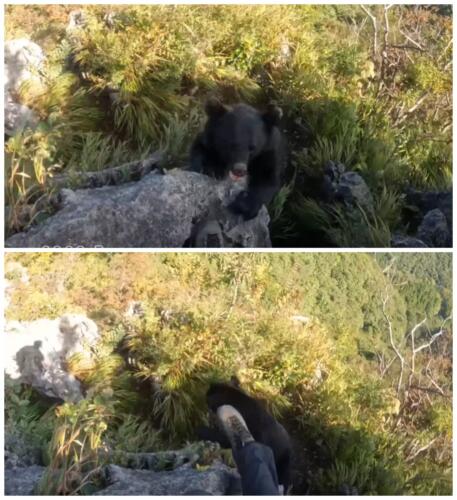 Альпинист из Японии ловко отбился от медведя ногами. На видео кричит на зверя, цепляясь за выступ скал