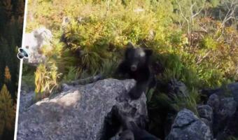 Альпинист из Японии ловко отбился от медведя ногами. На видео кричит на зверя, цепляясь за выступ скалы