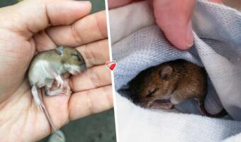 Девушка нашла новорождённого мышонка и приютила его у себя. За неделю грызун оброс шубкой и жирком