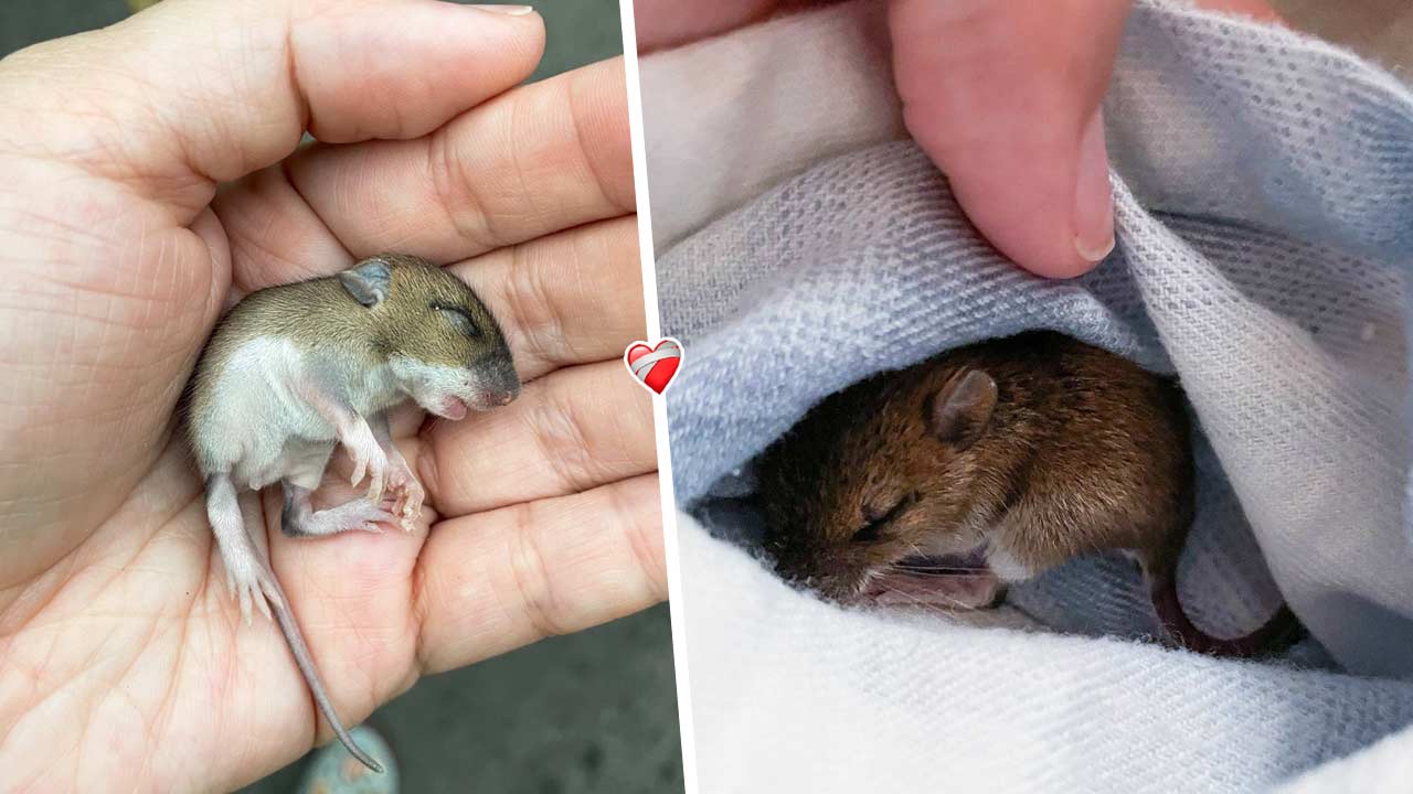 Девушка нашла новорождённого мышонка и приютила его у себя. За неделю грызун оброс шубкой и жирком