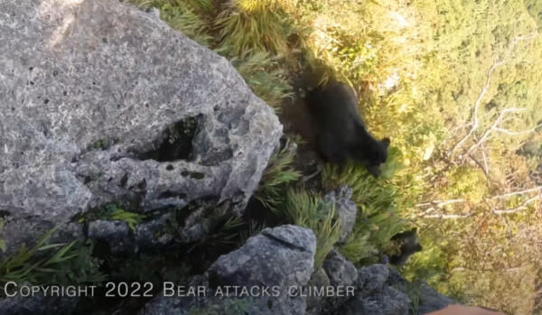 Альпинист из Японии ловко отбился от медведя ногами. На видео кричит на зверя, цепляясь за выступ скал