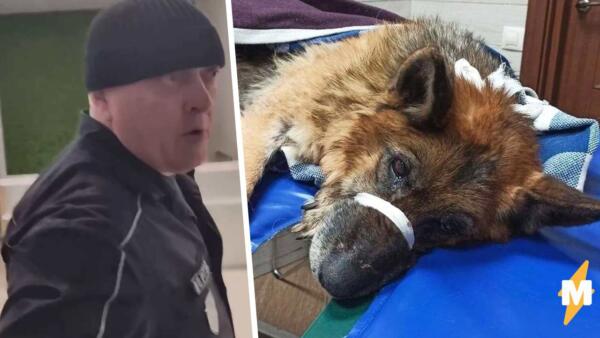 Как в 2GIS обрушили рейтинг БЦ в Новосибирске из-за охранника, избившего собаку ногами