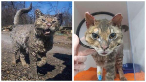 Как сейчас выглядит обгоревший кот Феникс, найденный под Киевом. На фото питомец хвастает густой гривой