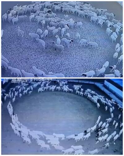 В Сети строят теории о загадочном видео со стадом овец из китайской фермы. Ходят по кругу 12 дней