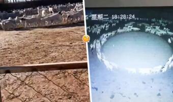 В Сети строят теории о загадочном видео со стадом овец из китайской фермы. Ходят по кругу 12 дней