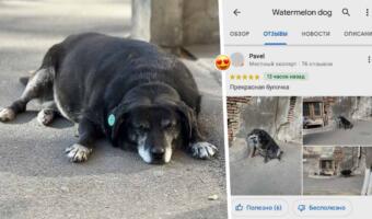 «Собака-арбуз» из Тбилиси стала достопримечательностью. Обзавелась отметкой на гугл-карте