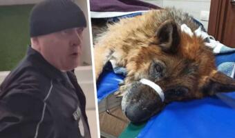 В 2GIS обрушили рейтинг бизнес-центра в Новосибирске из-за охранника, избившего собаку