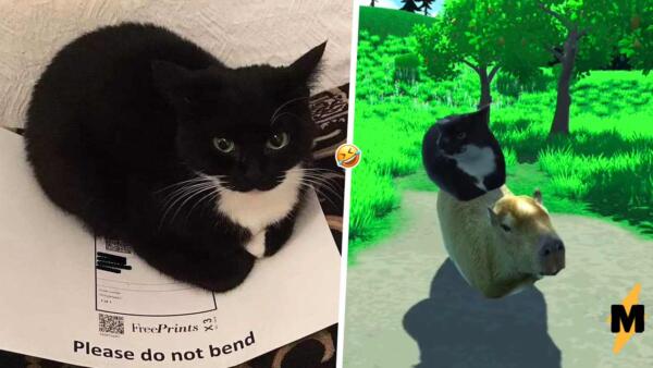 Что за крутящимся котом Максвеллом. Чёрно-белый 3D-питомец стал героем абстрактных мемов
