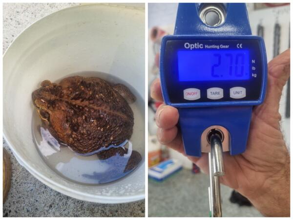 В Австралии нашли жабу весом с младенца. В постах гигантская рептилия породнилась с Джаббой Хат