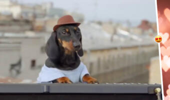 Такса с синтезатором Swag Dog покоряет тикток в образе диджея. Стучит по клавишам, отжигая под хиты