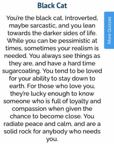 Что за тест на тип личности с чёрным котом и золотистым ретривером