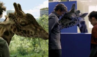 Как снимали сцену с жирафом в 9 серии The Last of Us. Животное привыкало к декорациям полтора месяца