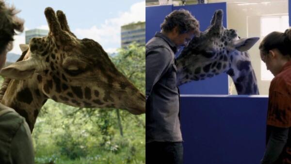 Как снимали сцену с жирафом в 9 серии The Last of Us. Животное привыкало к декорациям полтора месяца