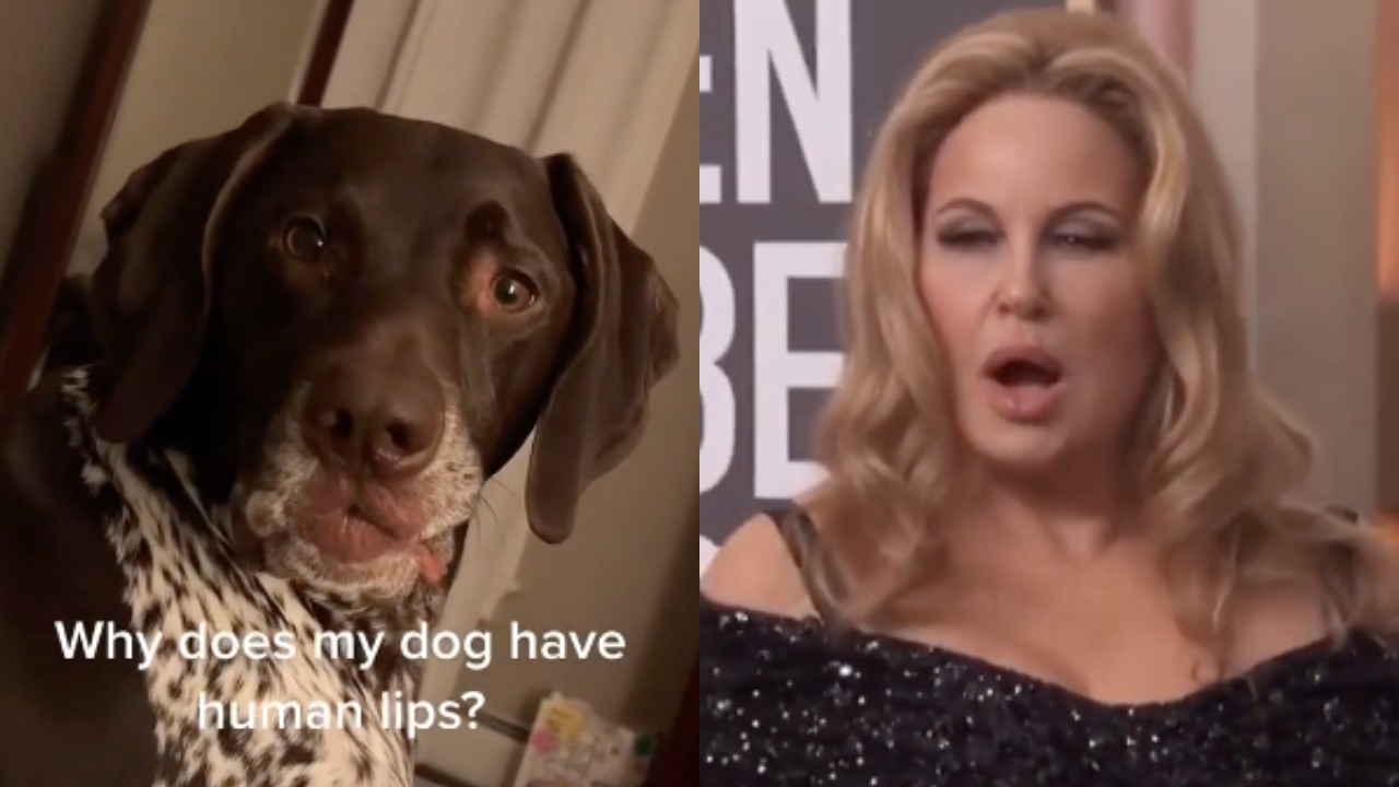 Собака с человеческими губами напоминает Дженнифер Кулидж. На видео шлёт поцелуи хозяйке
