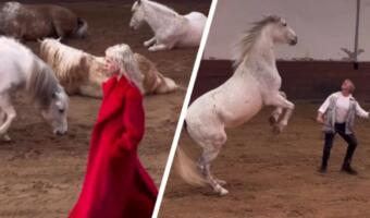 Главные герои показа Стеллы Маккартни — лошади. Животные на фоне моделей украли внимание зрителей