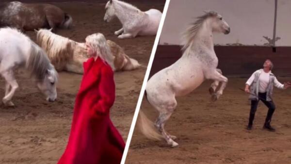 Главные герои показа Стеллы Маккартни - лошади. Животные на фоне моделей украли внимание зрителей