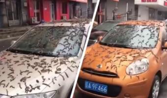 Листья, черви или знак апокалипсиса. В Сети пытаются объяснить видео с «дождём из червей» в Китае