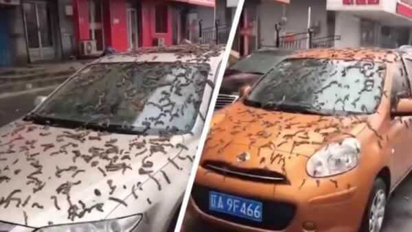 Листья, черви или знак апокалипсиса. В Сети пытаются объяснить видео про "дождь из червей" в Китае