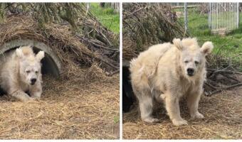 Сонный медведь лениво вылез из берлоги и стал звездой в Сети. Его морда — мем про тяжёлый понедельник