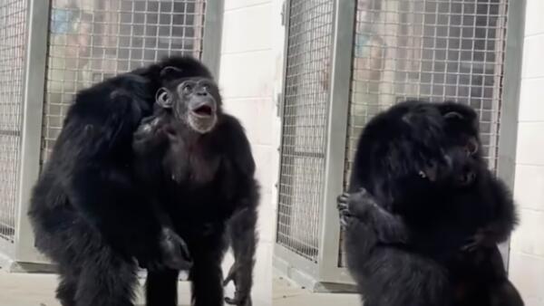 Шимпанзе впервые видит небо без решёток на видео. Удивляется новому миру после жизни в лаборатории