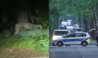 Львица на видео держит в страхе Берлин. Полицейские ищут хищницу на вертолётах и бронемашине
