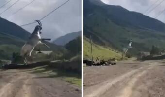 Грустный козёл в Дагестане зацепился рогами за провода. Так выглядят эмоциональные качели