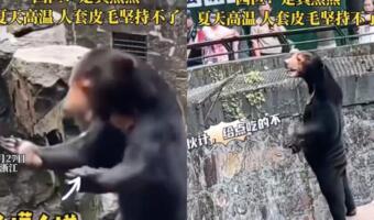 В Сети спорят о медведе на видео из зоопарка Китая. Животное стоит так прямо, что напоминает ряженого