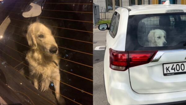 Собака в Санкт-Петербурге четыре года живёт в багажнике авто. На видео – пёс со стеклянным взглядом