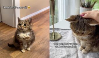 Новой звездой тиктока стал 13-летний карликовый кот Фрэнсис. На видео животное меньше бокала вина