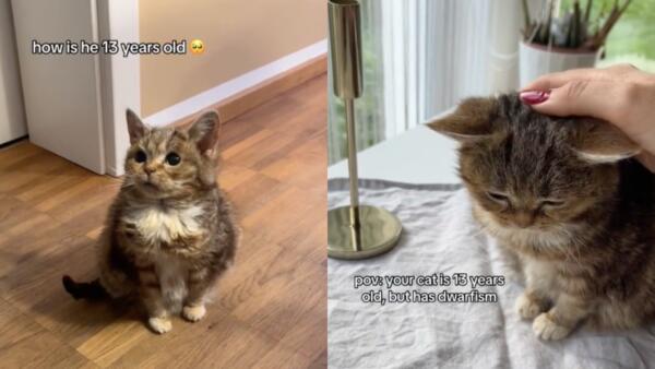 Новой звездой тиктока стал 13-летний кот Фрэнсис с дварфизмом. На видео животное меньше бокала вина