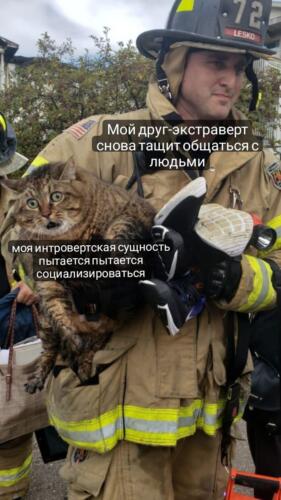 Кот с пожарником из Мичигана