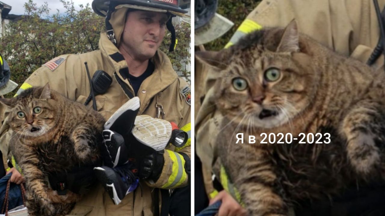 Тревожный кот, которого спасли из пожара, попал в мемы. На них питомец читает новости и идёт на работу