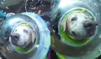 На видео собака-дайвер погружается под воду. Смотрит на рифы через шлем вместе с аквалангистами