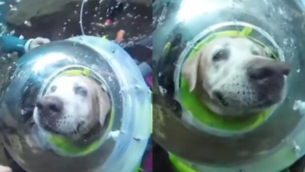 На видео собака-дайвер погружается под воду. Смотрит на рифы через шлем вместе с аквалангистами