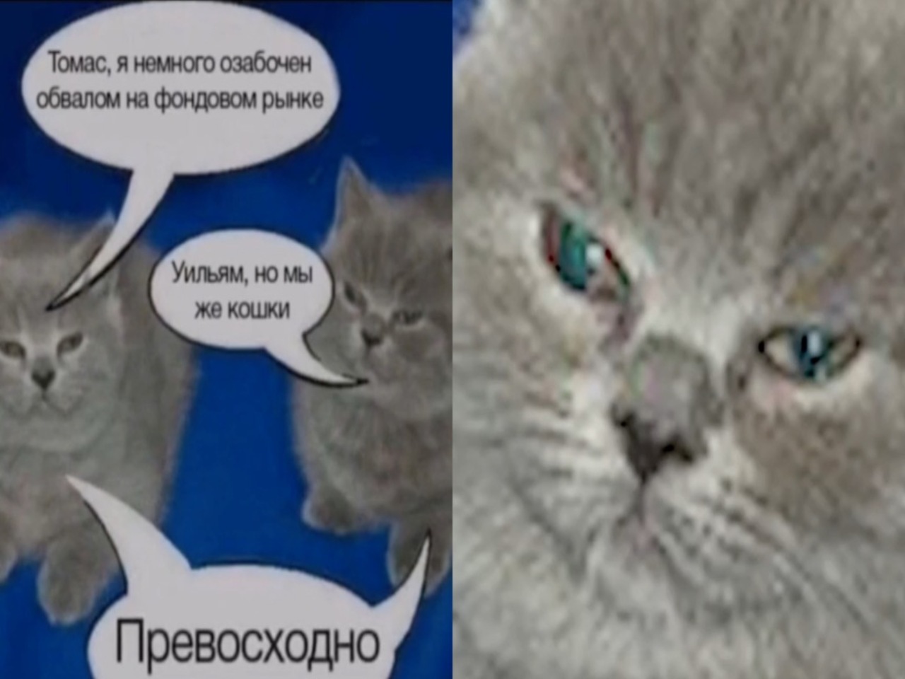 Что за мем Томас, я немного озабочен обвалом на фондовом рынке с  британскими котятами