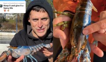 Рыбак поймал омара с мужскими и женскими половыми органами. Редкий окрас делит животное ровно пополам