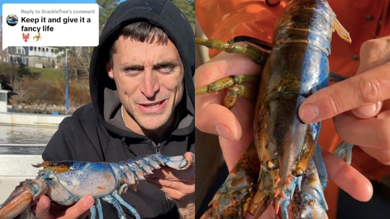Рыбак показал редкого двухцветного омара-гермафродита на видео