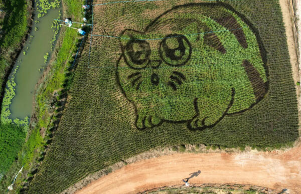 Фермер из Таиланда рисует мультяшных котиков на рисовых полях. Умиляет зрителей с помощью GPS
