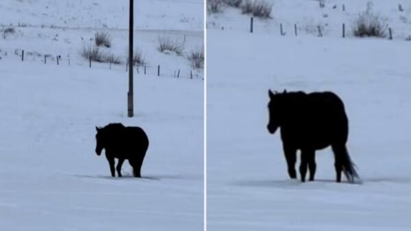 Куда идёт чёрная лошадь на видео. Зрители пытаются разгадать оптическую загадку